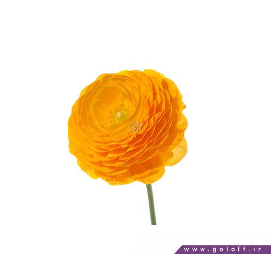 فروش اینترنتی گل - گل آلاله سامانو - Ranunculus | گل آف